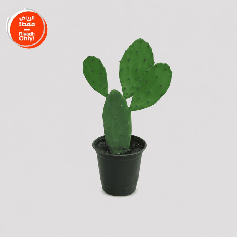 Prickly Pear Cactus Plant