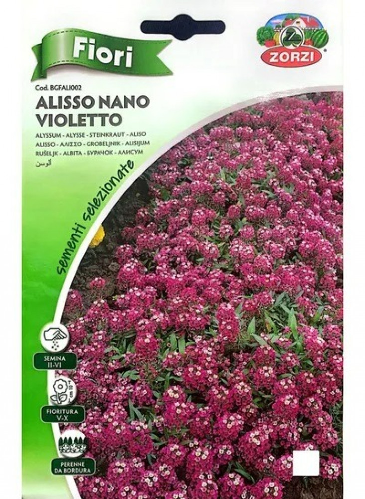 اليسيوم بنفسجي Alyssum