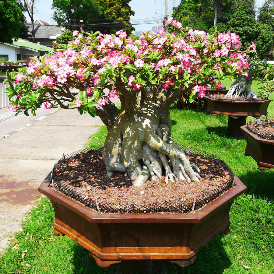 ادينيوم  Adenium