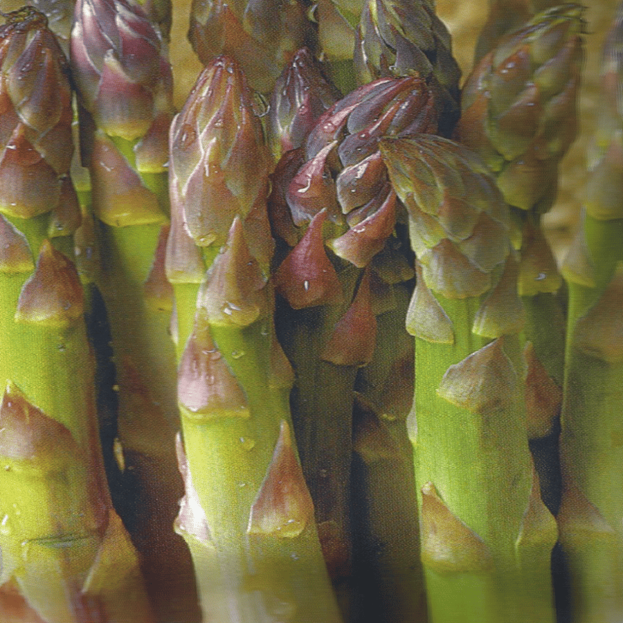 هليون  Asparagus