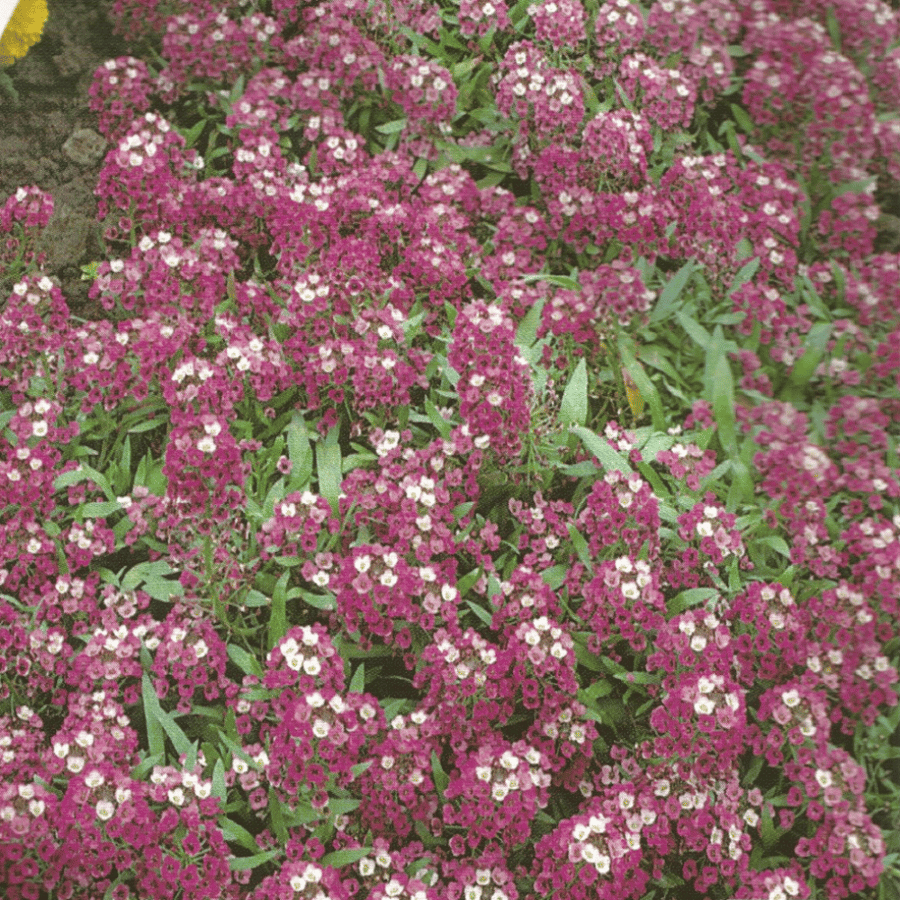 اليسيوم بنفسجي Alyssum