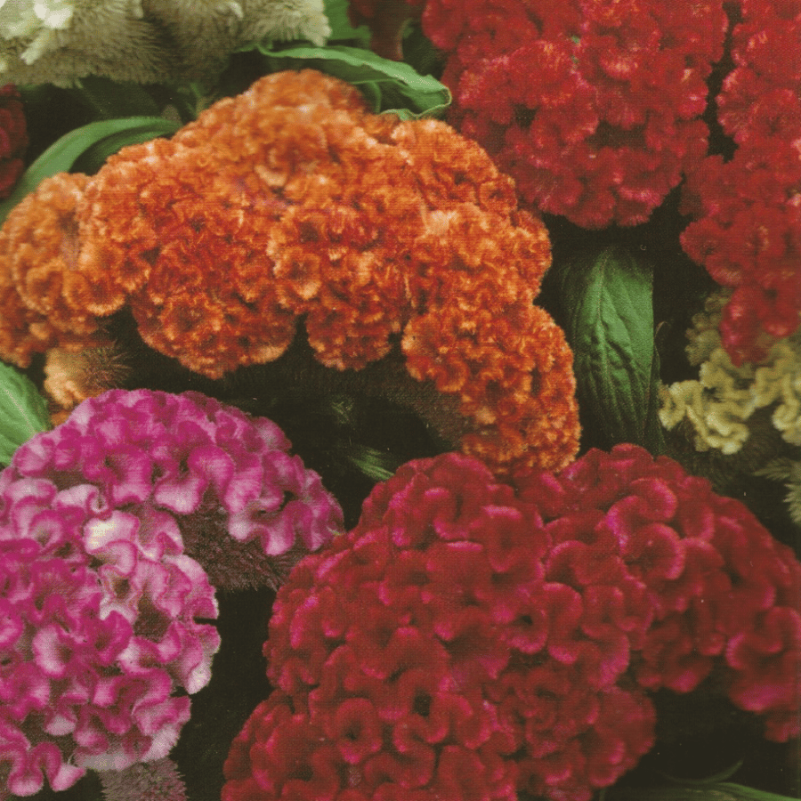 سيلوزيا  Celosia