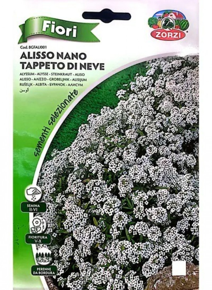 اليسيوم أبيض Alyssum