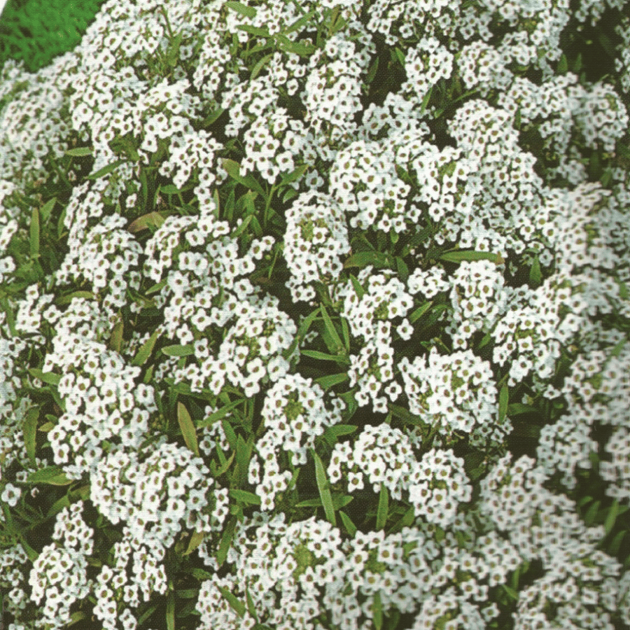 اليسيوم أبيض Alyssum