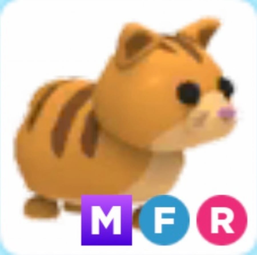 MFR Ginger cat