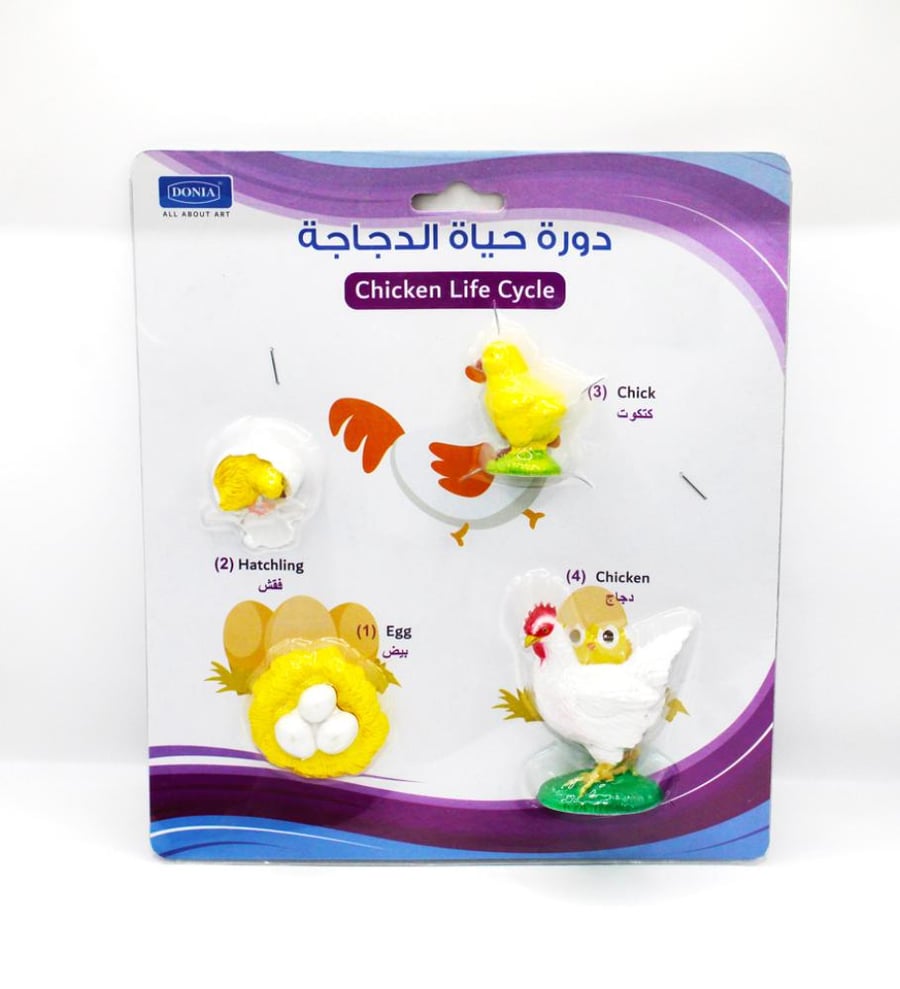 The chicken's life cycle