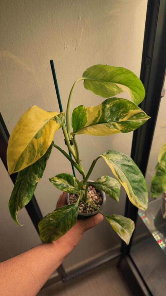 Monstera lechleriana variegated - مونستيرا ليتشليريانا فرقيتد