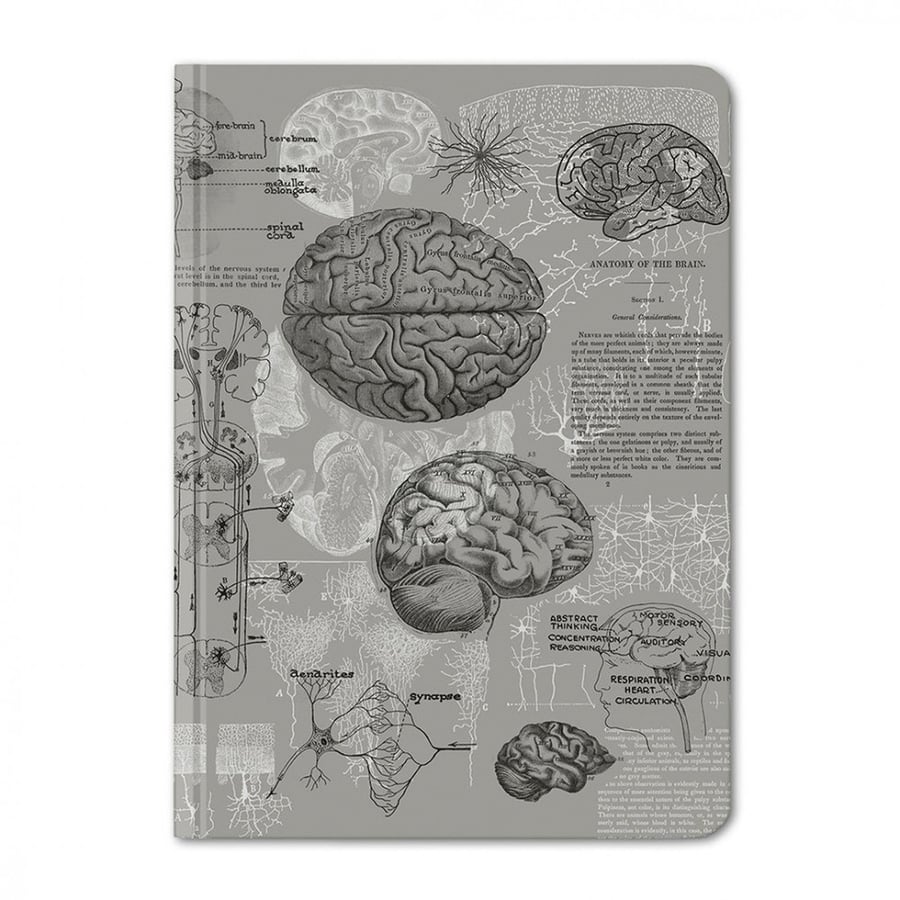 دفتر الدماغ