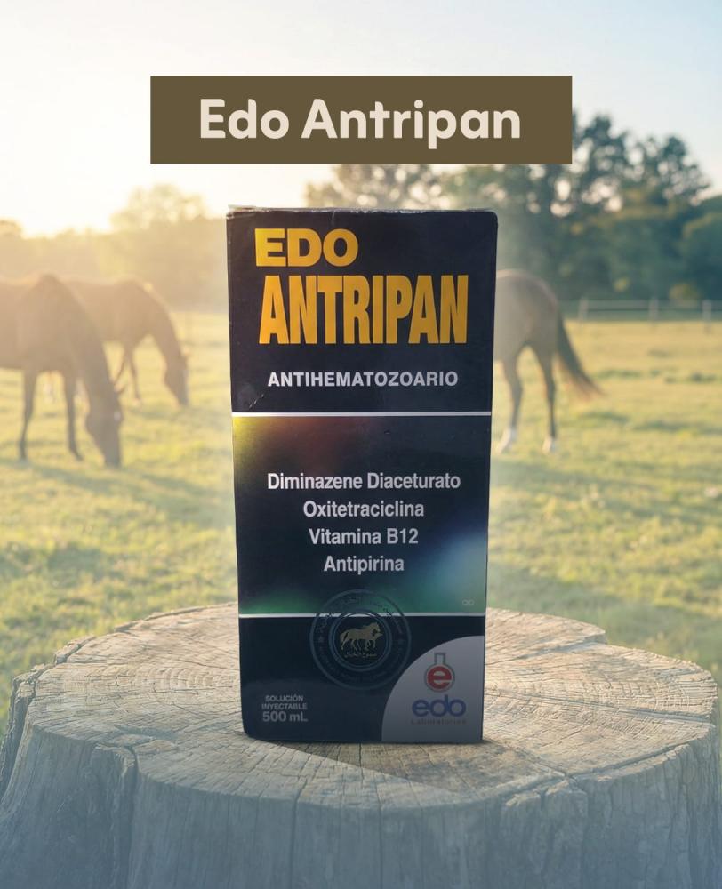 EDO ANTRIPAN