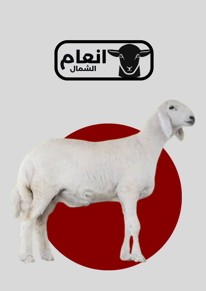 خروف حري العمر ٩ اشهر