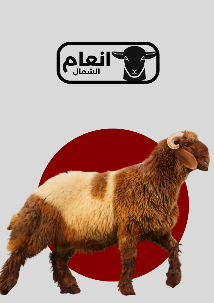خروف نعمي جذع العمر ١١ اشهر
