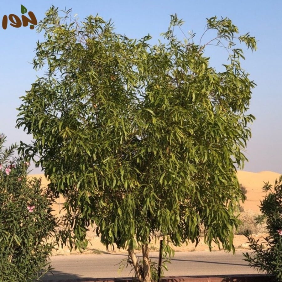 Eucalyptus citriodora