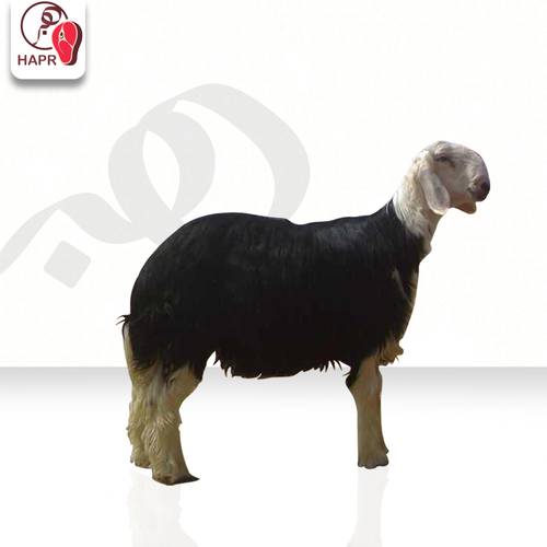 خروف نجدي هرفي (شامل السلخ)