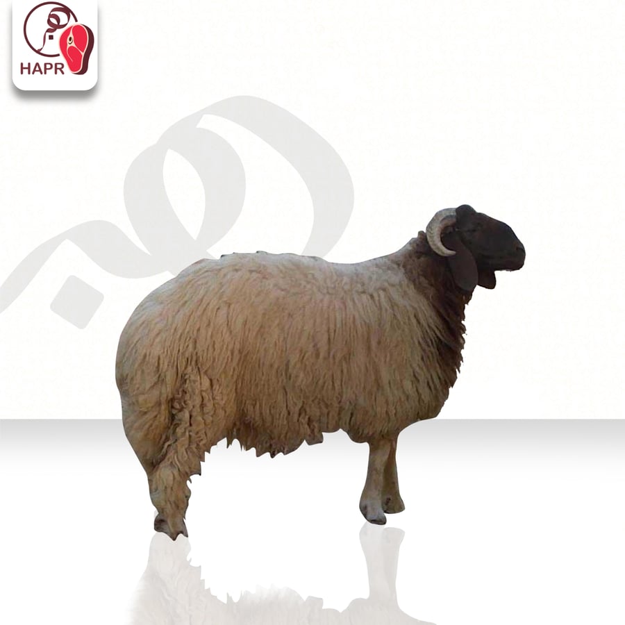 خروف نعيمي هرفي وسط (شامل السلخ)