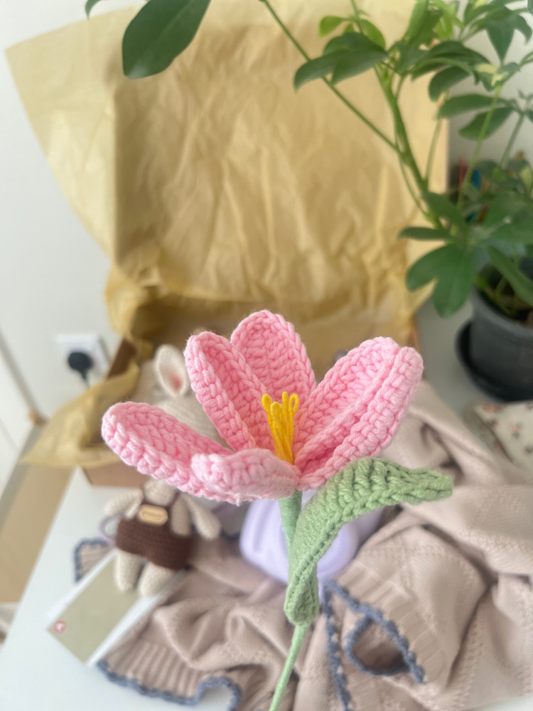 Pink tulip flower