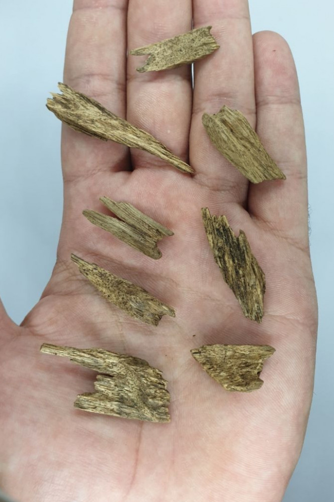 عود سومطري طبيعي