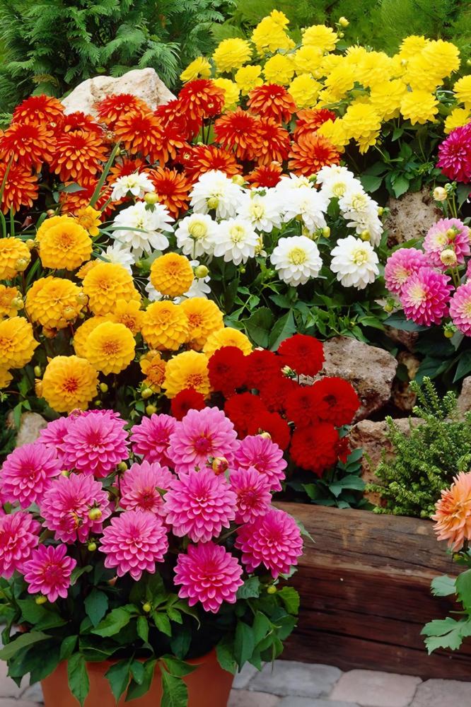 بذور زهور داليا (فيجارو) مدبلة منوعة