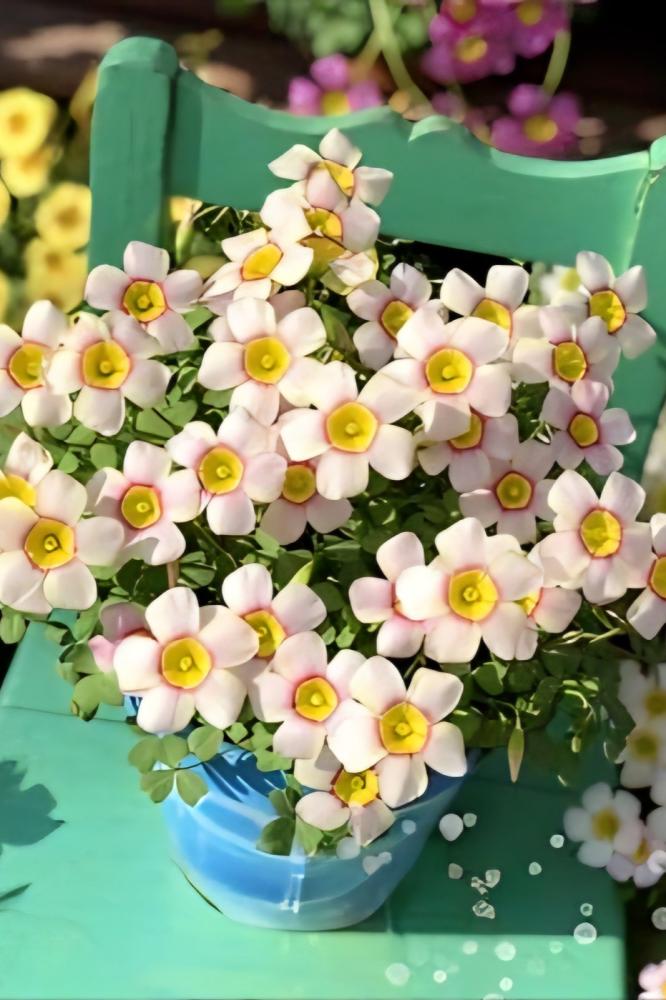 بصيلة أقصليس (سهام)