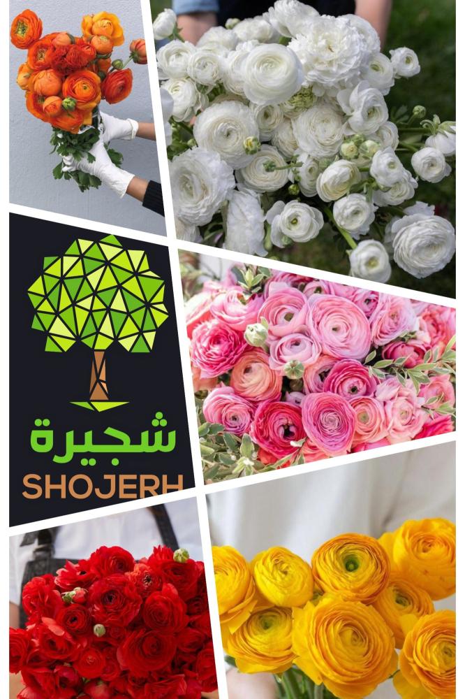 درنات رينانكلاس ملونة (حوذان)