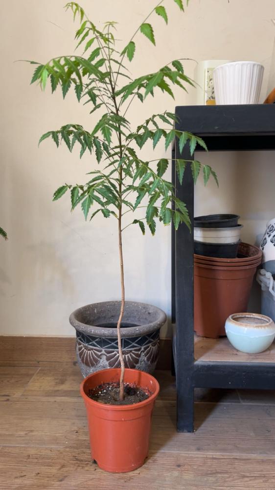 Neem plant height 65 cm
