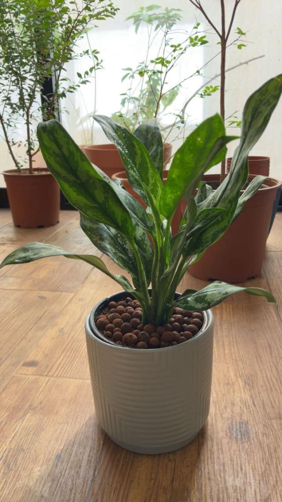 A plant called Jiloniima with a container