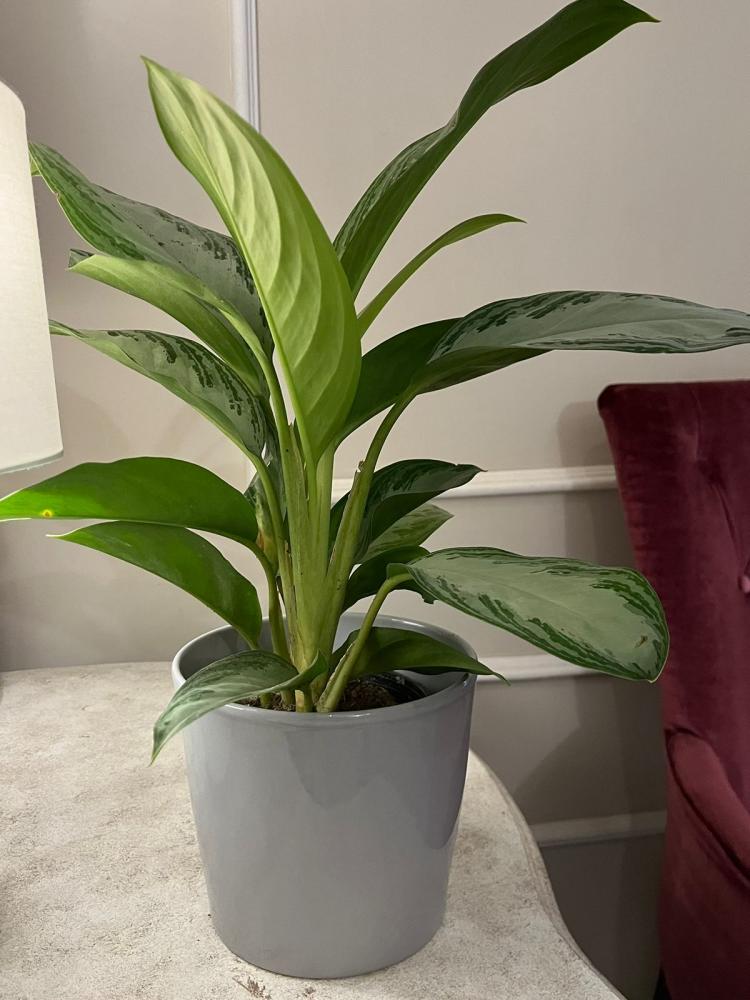 Angelonia plant with clay pot