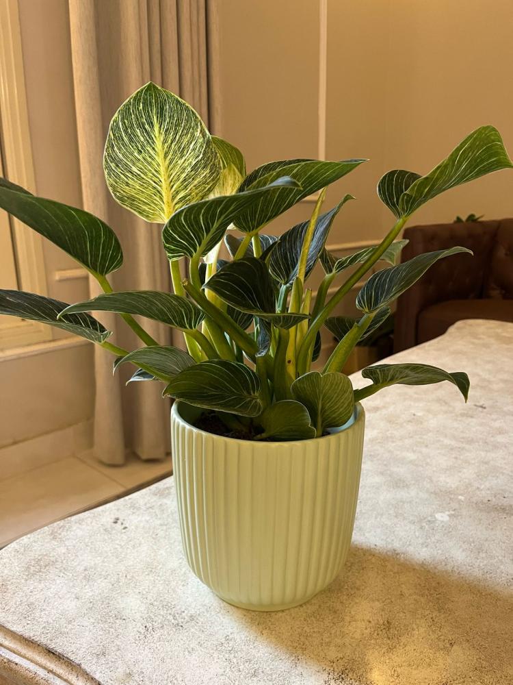 A Philodendron plant with a clay pot