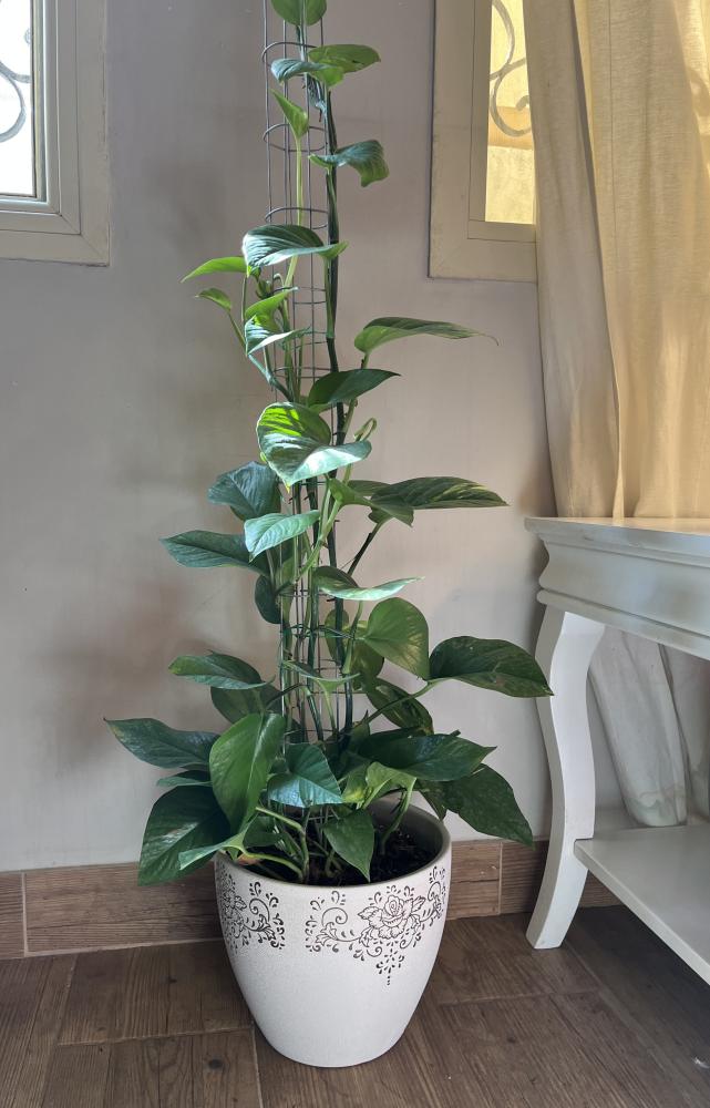 Trailing plant with clay pot, height 115 cm