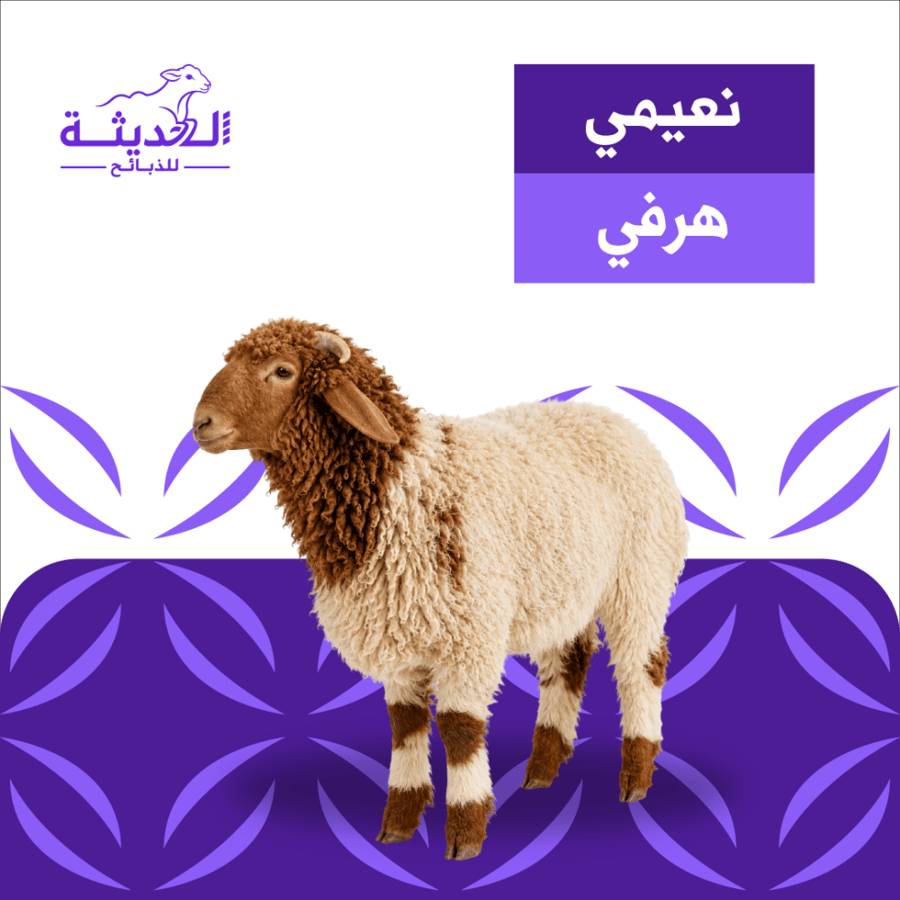 هرفي نعيمي 3 شهور 12 - 13 كيلوجرام