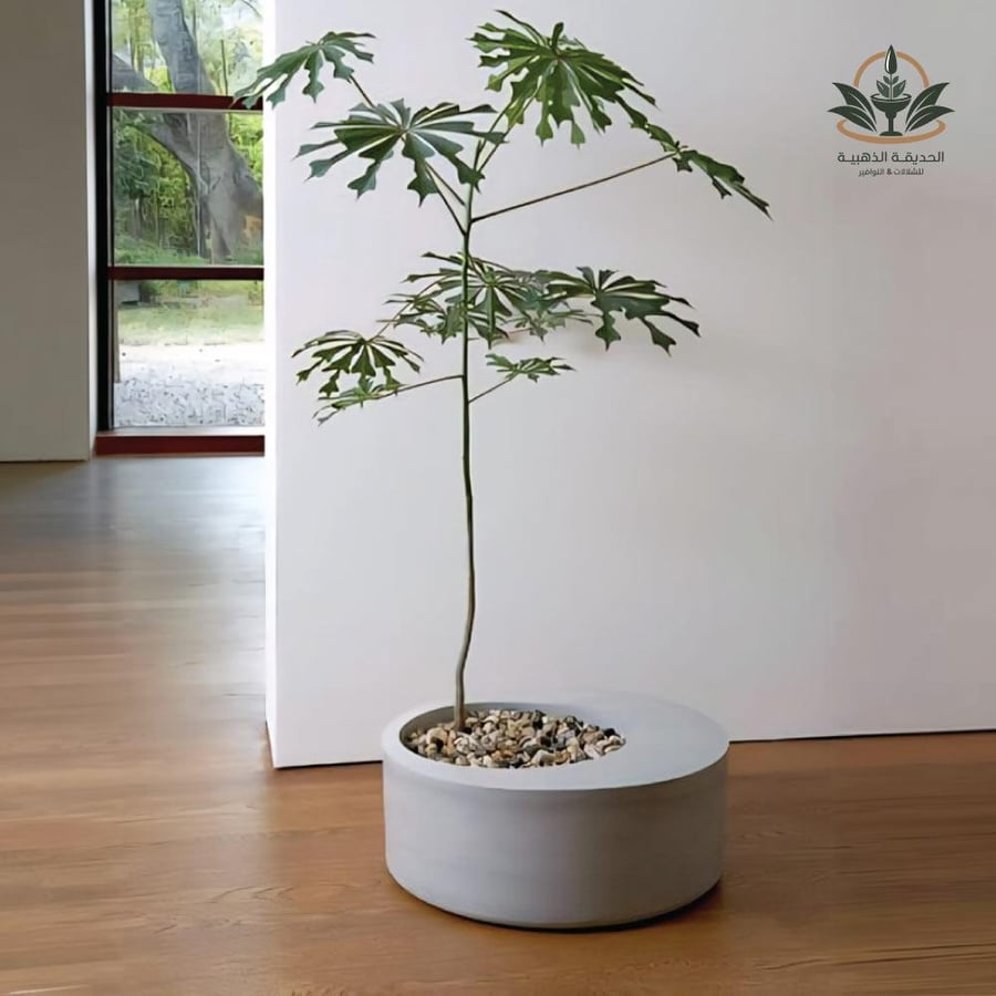 A modern tree parking