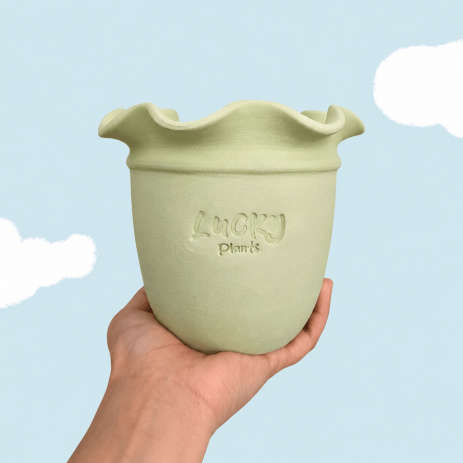 رسم وحدة فقط (نبتة بوتس) Matcha