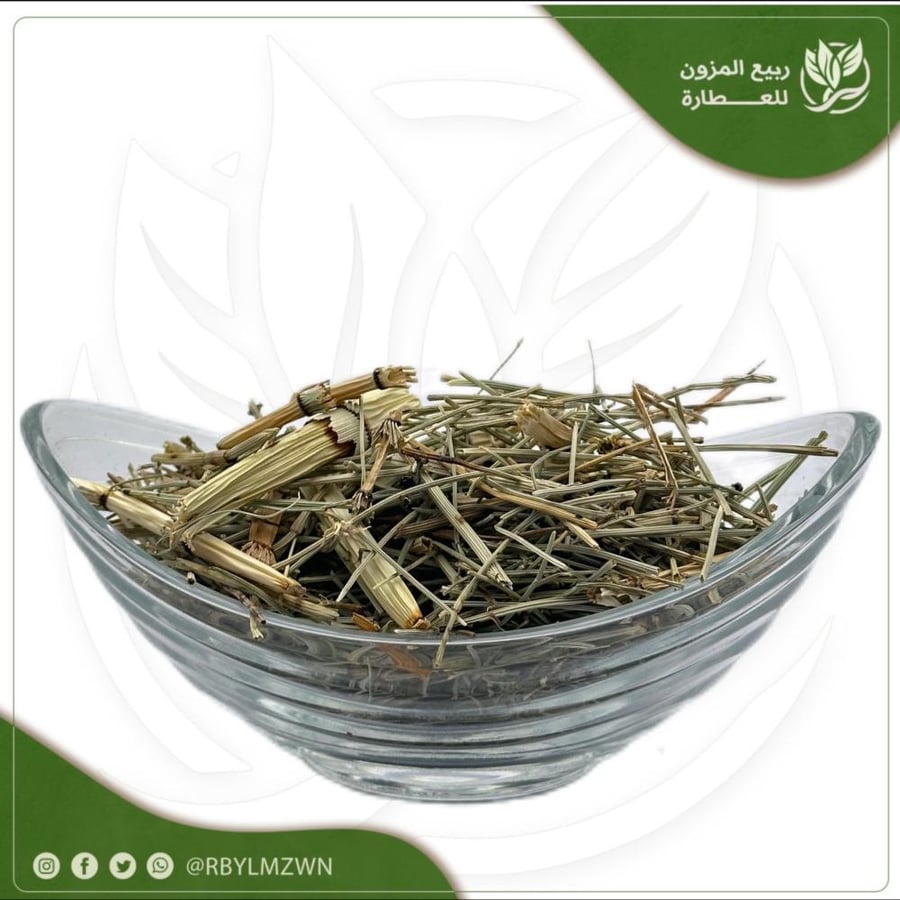 عشبة  ذيل الحصان
