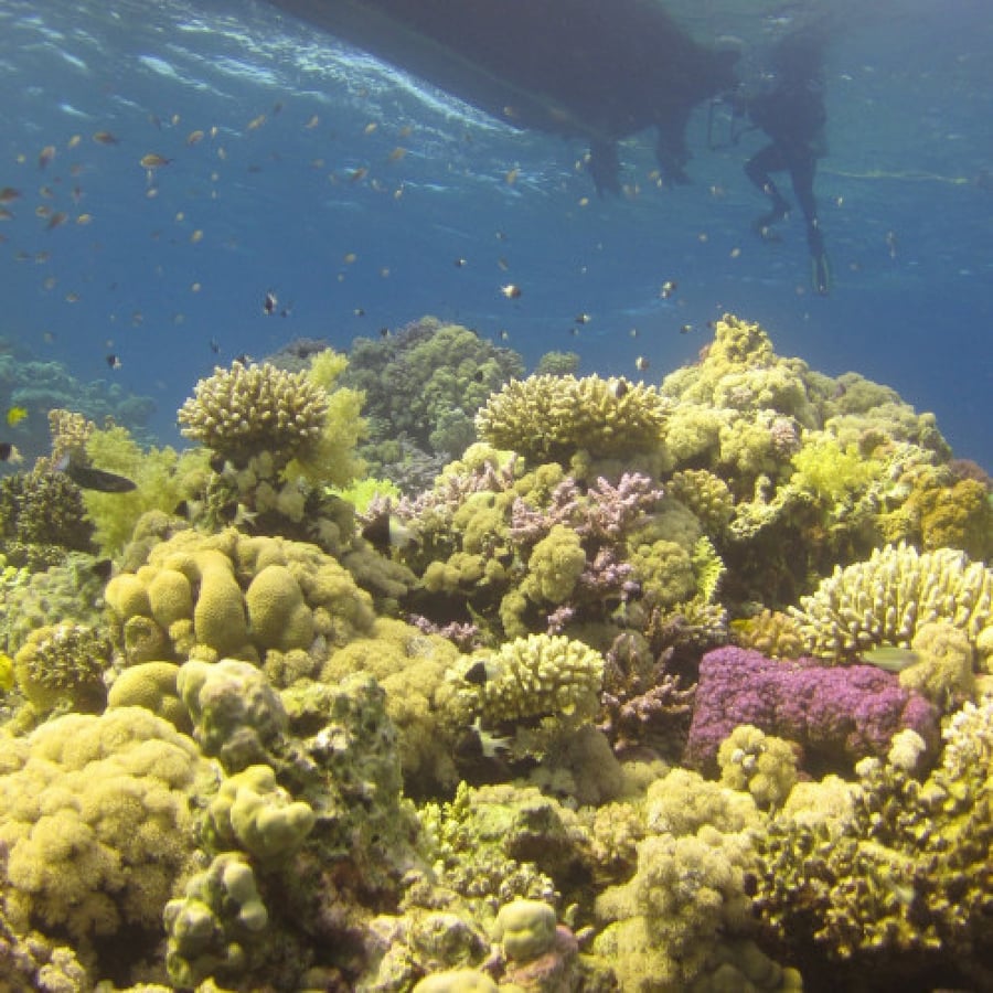 Private boat diving trip for 2 people