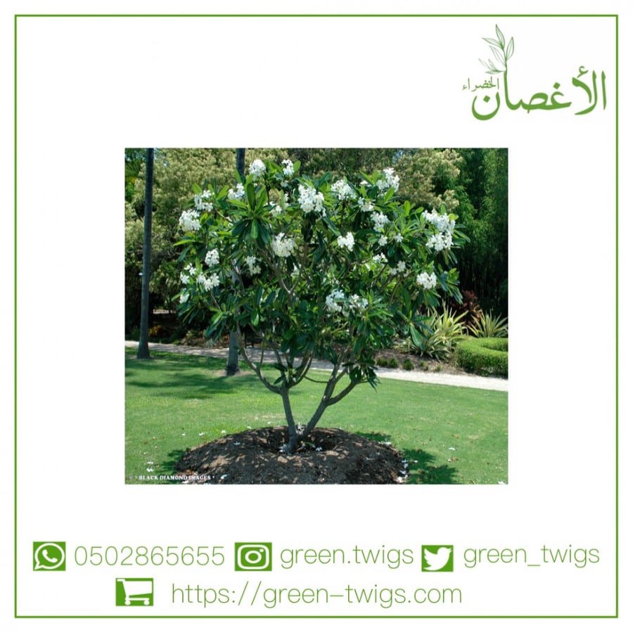 شجرة ياسمين هندي - البلوماريا
