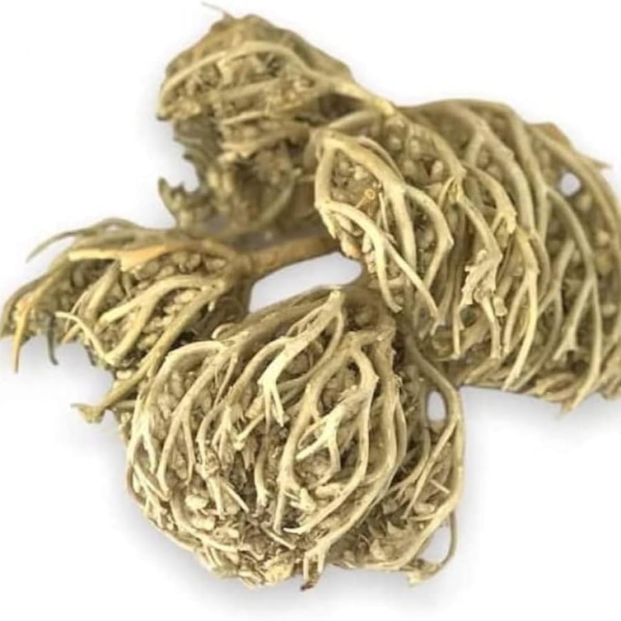 عشبة كف مريم