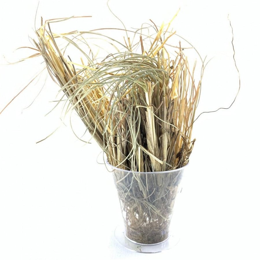 عشبة الاذخر او حلف
