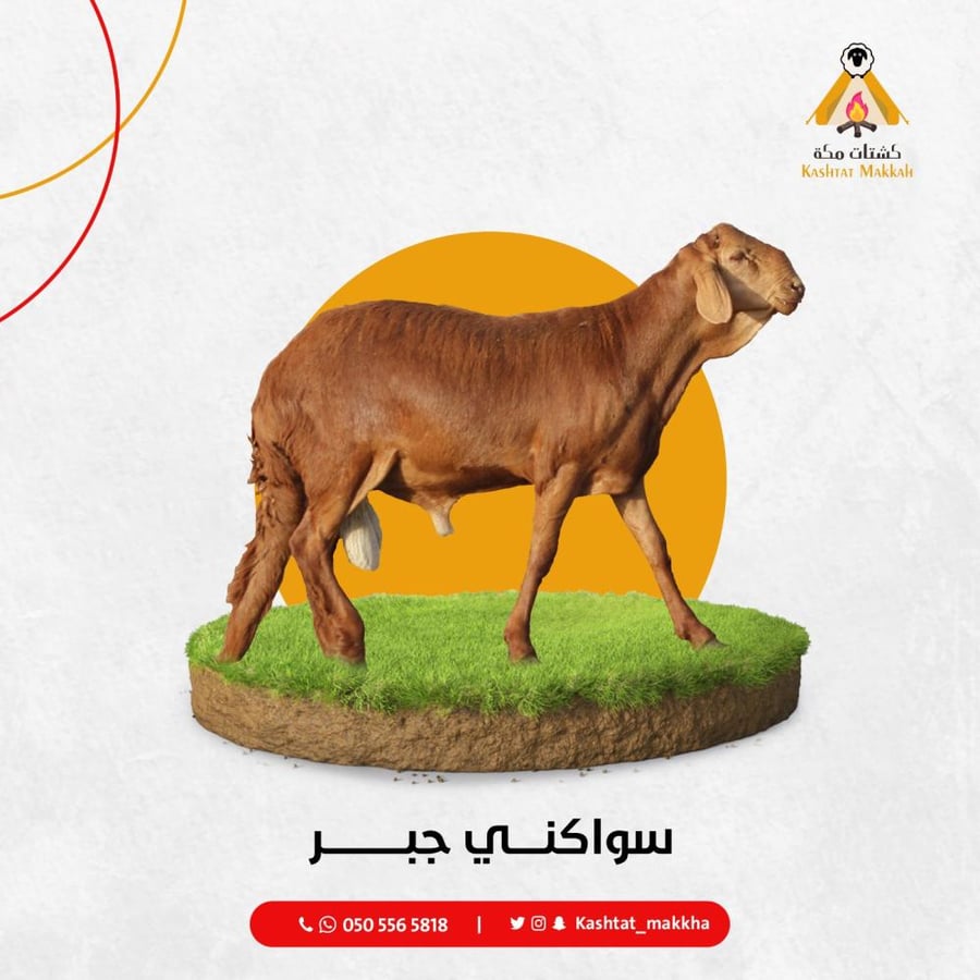 سواكني جبر