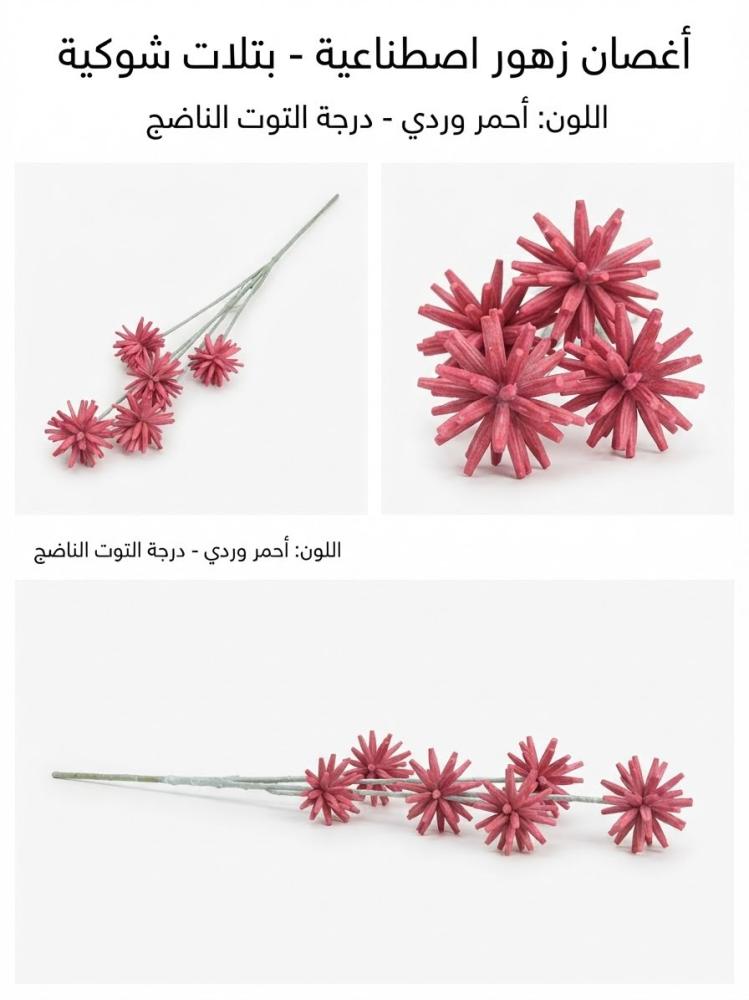 بتلات شوكيه كبير