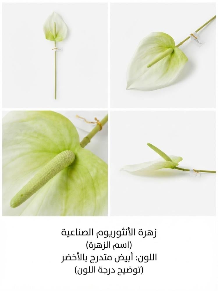 انثيريوم (حجم كبير )