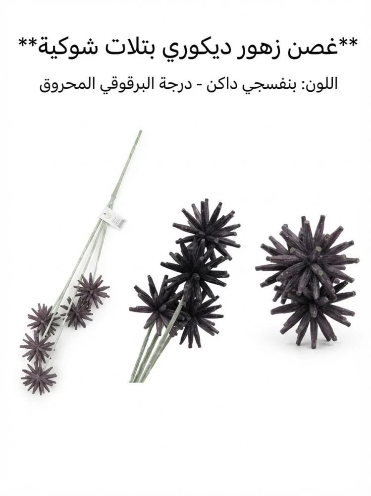 بتلات شوكيه كبير