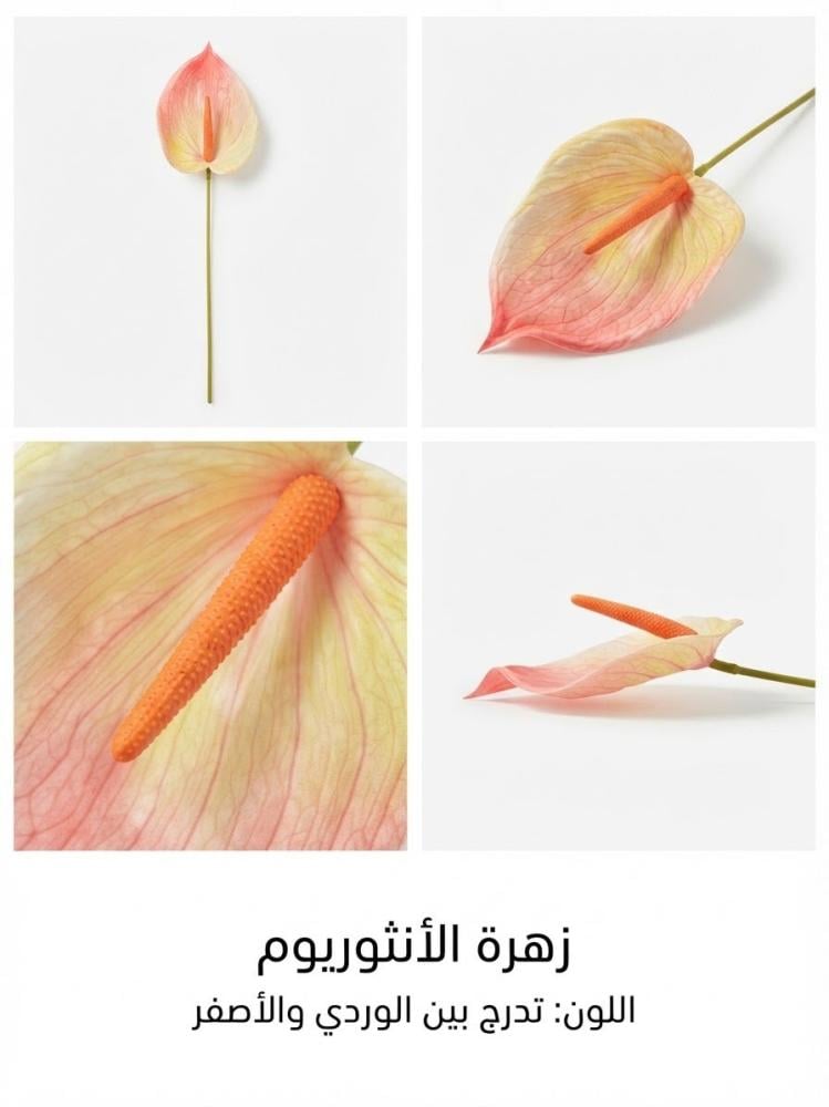 انثيريوم (حجم كبير )