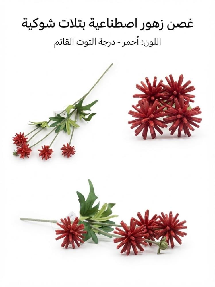 بتلات شوكيه صغير