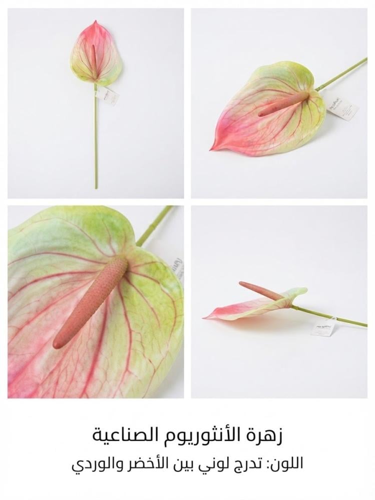 انثيريوم (حجم كبير )