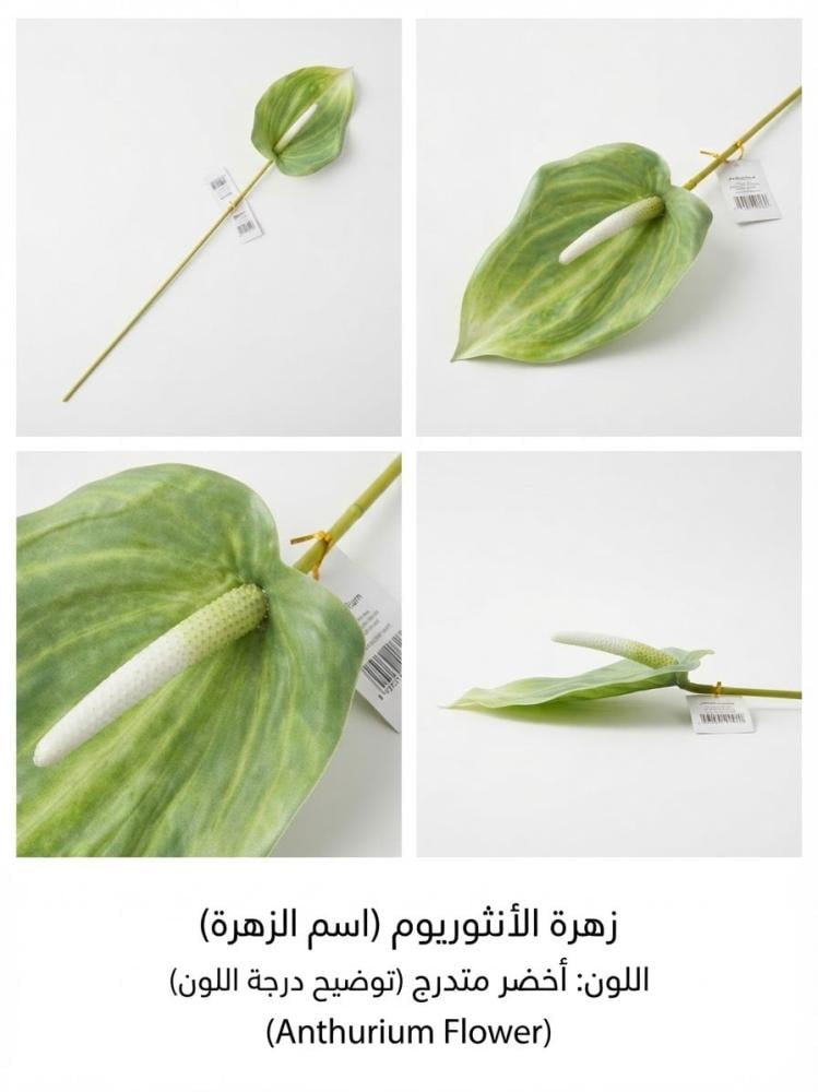 انثيريوم (حجم كبير )
