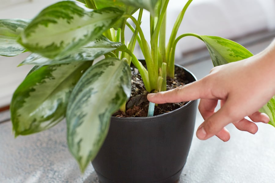 Miracle-Gro® 24 internal vegetarian feeding nails