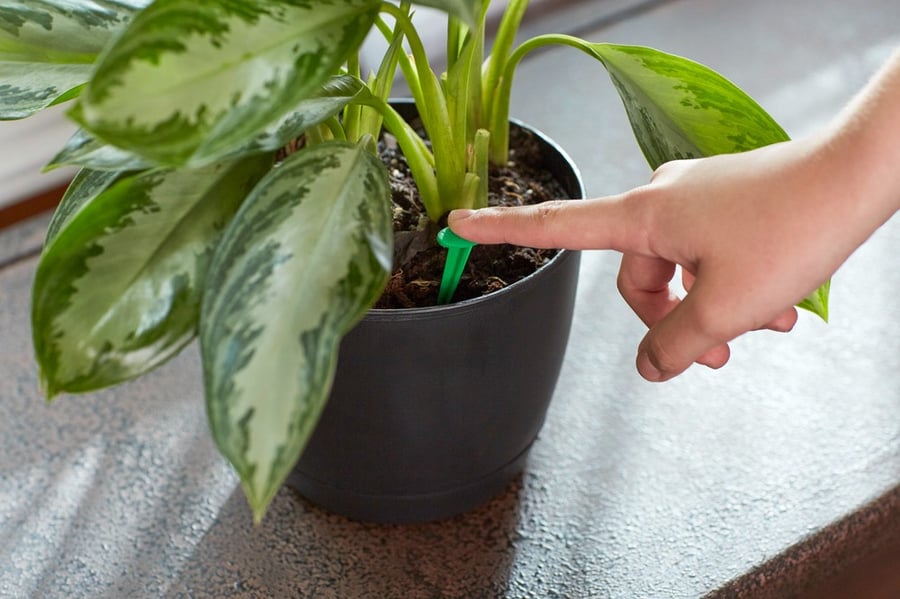 Miracle-Gro® 24 internal vegetarian feeding nails