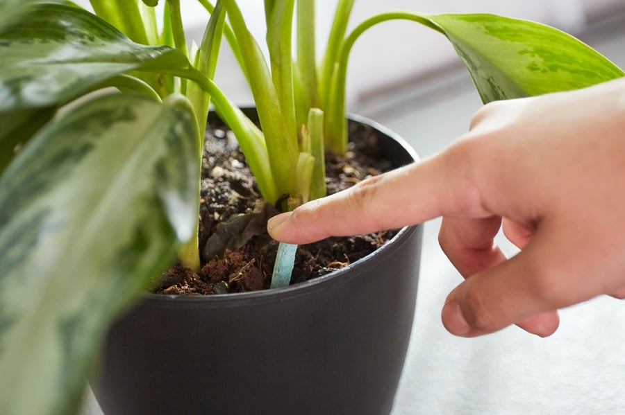 Miracle-Gro® 24 internal vegetarian feeding nails