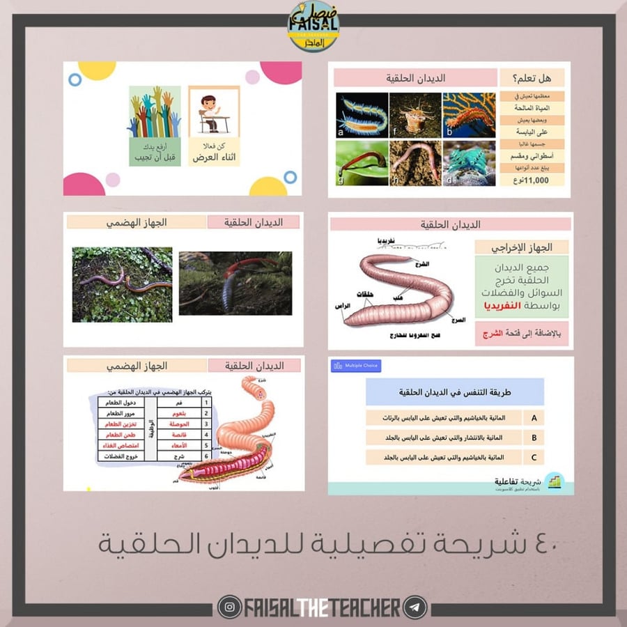 Interactive PowerPoint presentation for the lesson on Annelid worms - Biology 1