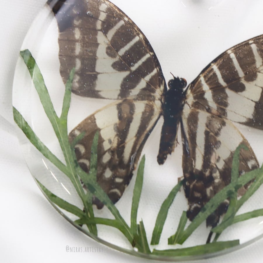A real butterfly car decoration