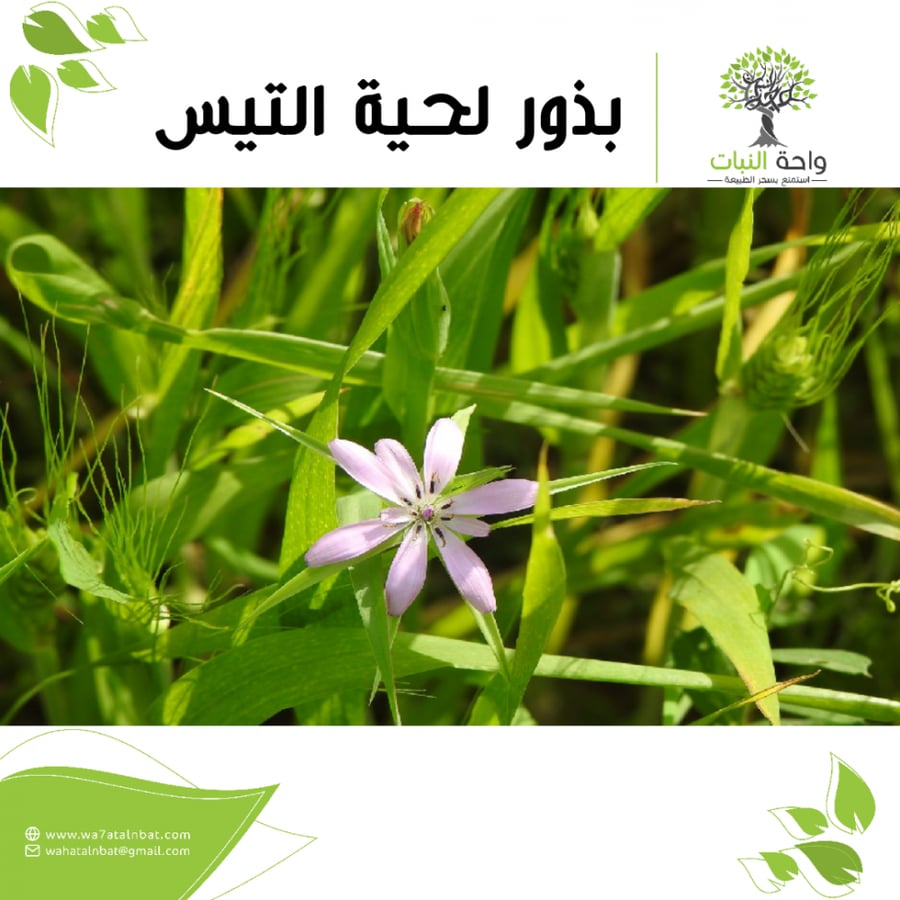 بذور لحية التيس